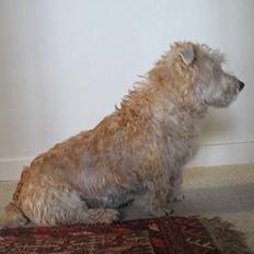 Irish Glen of Imaal Terrier Snooker