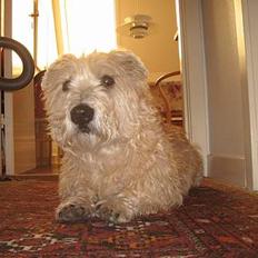 Irish Glen of Imaal Terrier Snooker