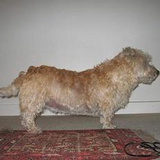 Irish Glen of Imaal Terrier Snooker