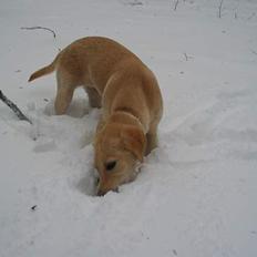 Labrador retriever Ida