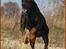 Dobermann Nord Nimrod Od Telepa (R.I.P.)