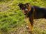 Blanding af racer bella