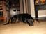 Dobermann Max - Tager mig lige en slapper!