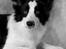 Border collie Mulan - taget af klintø foto