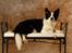 Border collie Mulan - taget af Klintø foto