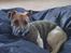 Jack russell terrier Meyer *død*