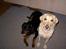 Blanding af racer Simba R.I.P - Simba og lillebror Chaco