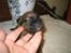 Blanding af racer Dobby **R.I.P**