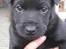 Australsk kelpie Gaia - Kun 7 uger 