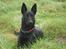 Australsk kelpie Gaia - Jeg er en vagtsom hund