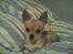 Chihuahua jessica