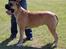 Bullmastiff Amy