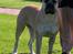 Bullmastiff Amy