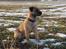 Border terrier Petit fleur (lykke) - dejlig udsigt, har overblik over det hele