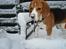 Beagle Oscar - Snehunden Oscar