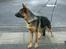 Schæferhund Chijas Vivaldi