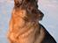 Schæferhund Chijas Vivaldi