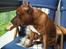 Staffordshire bull terrier Armani