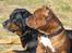 Staffordshire bull terrier Armani