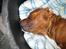 Staffordshire bull terrier Armani