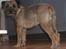 Border terrier Petit fleur (lykke)