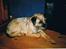 Border terrier Petit fleur (lykke)