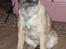 Border terrier Petit fleur (lykke)