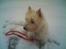 West highland white terrier Mille R.I.P - Det er så degelig med SNE
