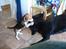 Beagle Tinka - Her leger jeg med min ven Buster