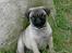Mops Mulle