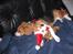 Beagle Tinka - Se mine fine julegaver