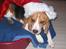 Beagle Tinka - Nu det jul