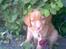 Nova scotia duck tolling retriever Cindy