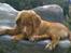 Nova scotia duck tolling retriever Cindy - Cindy på dronningestolen
