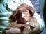 Nova scotia duck tolling retriever Cindy
