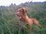 Nova scotia duck tolling retriever Cindy