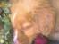 Nova scotia duck tolling retriever Cindy