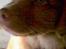Nova scotia duck tolling retriever Cindy