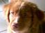 Nova scotia duck tolling retriever Cindy