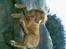 Nova scotia duck tolling retriever Cindy - Cindy på dronnningestolen