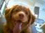 Nova scotia duck tolling retriever Cindy