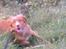 Nova scotia duck tolling retriever Cindy
