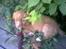 Nova scotia duck tolling retriever Cindy