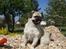 Blanding af racer Tyson (Mops/Tibber) - Tyson 21 uger gammel