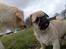 Blanding af racer Tyson (Mops/Tibber) - Tyson 12½ uger gammel og Chili