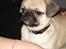 Blanding af racer Tyson (Mops/Tibber) - Tyson 12½ uger gammel