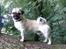 Blanding af racer Tyson (Mops/Tibber)