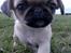 Blanding af racer Tyson (Mops/Tibber) - Closeup