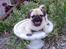 Blanding af racer Tyson (Mops/Tibber)