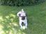 Blanding af racer Tyson (Mops/Tibber)